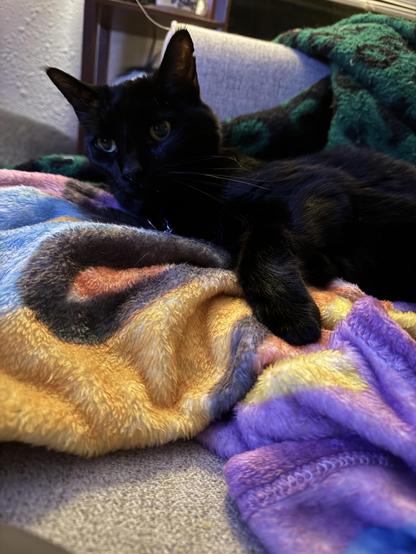 A black cat lies on fleeces looking quite comfy