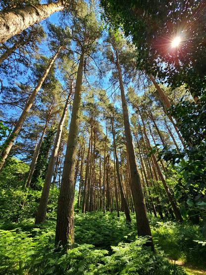A low-angle shot looking up at a dense forest of tall, slender pine trees with lush green ferns covering the forest floor. The bright blue sky is visible above, with a brilliant sunburst visible in the top right corner, casting rays of light through the canopy. The scene evokes a sense of peace and grandeur.