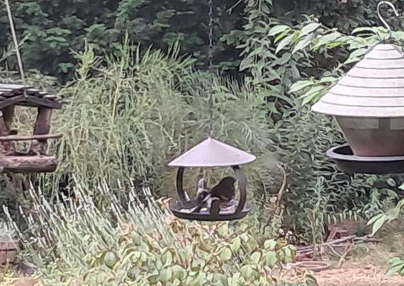 Ein Gimpelkind im Futterhaus
