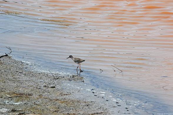 Natuurgebied Wagejot bij Oosterend op Waddeneiland Texel kleurt soms roze door hoge temperaturen in combinatie met droogte op Texel en micro-algen, zo ook toen ik er was. Meer over natuurgebied Wagejot lees je in dit artikel. 👇

https://jtravel.nl/nederland/texel2017/wagejot2017/

#wagejot #natuurgebied #texel