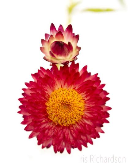 Red strawflower with bud on white backgroundmacro photograph