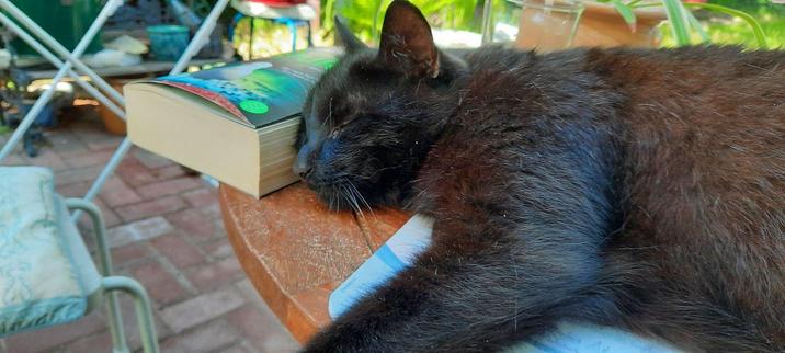 Schwarze Katze liegt müde auf einem Tisch. Am Kopfende ein Buch.
