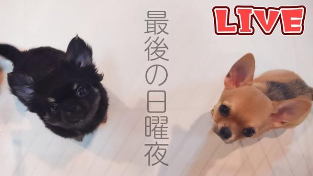 【Live】チワワ仔犬とお送りする最後の日曜夜雑談【ブリーダー】