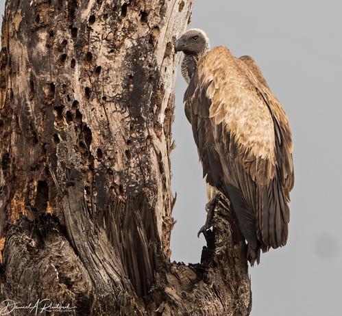 Large bird with dark bare face and bill, white cap, whitish back, and dark wings & tail, perched on a broken snag alongside a large tree trunk