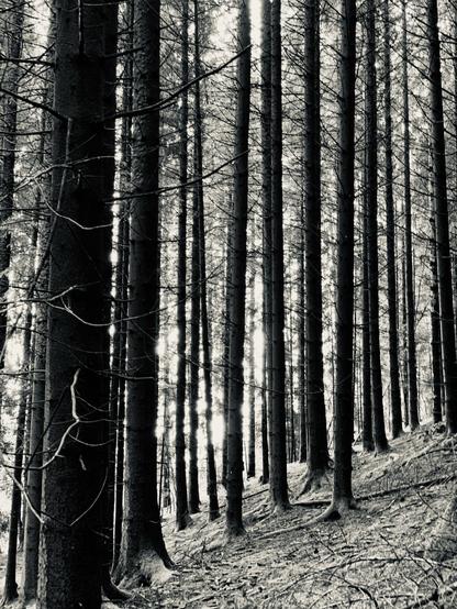 A monochrome image of a dense forest with tall, slender trees. Light filters through the branches, creating a contrast between the shadows and illuminated areas on the forest floor. The scene conveys a tranquil and slightly eerie atmosphere.