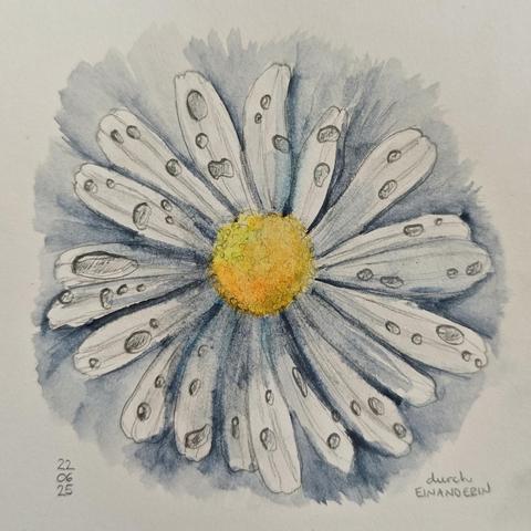 Eine mit Aquarellfarben in gelb-orange und grau-blau colorierte Bleistiftzeichnung einer Margerite von direkt oben. Auf den Blütenblättern sind Wassertropfen gezeichnet. Der Hintergrund ist grau-blau angedeutet.
