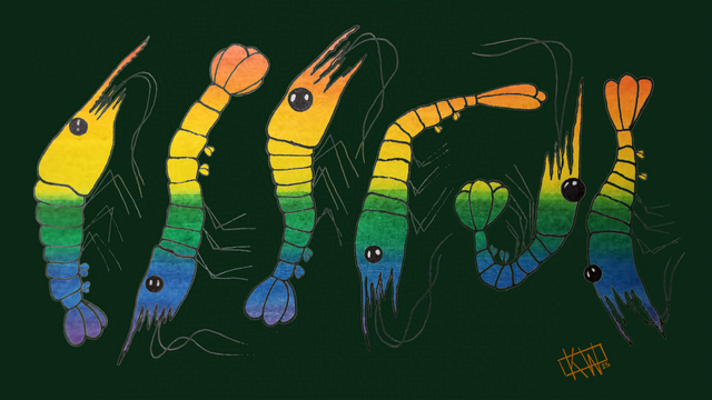 6 ink & watercolor shrimp decked out in their rainbow best for Pride Month.