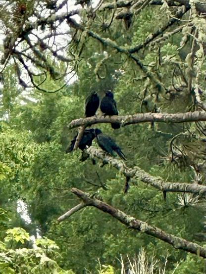 Up in high tree branches, four crows sit close together, talking and preening. They hop up and down between two nearby branches, and other crows join them periodically.