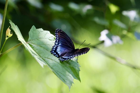 Red Spotted Admiral on grape leaf experiencing a moment of calm