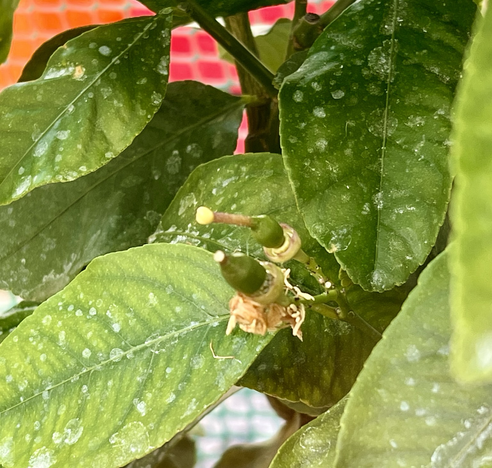 Lemons forming on a tree