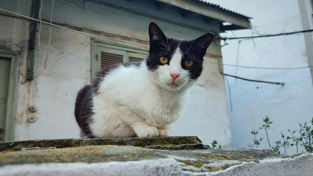 Photo of a black and white stray cat with a pink nose, standing in front of an old abandoned house, staring curiously at the camera.