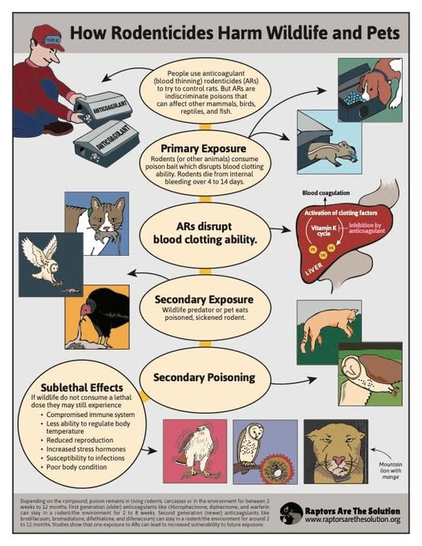 How Rodenticides Harm Wildlife and Pets 
​People use anticoagulant (blood thinning) rodenticides to try to control rats. But they are indiscriminate poisons that can affect other mammals, birds, reptiles, and fish. 
Primary Exposure: Rodents (or other animals) consume poison bait which disrupts clotting ability. Rodents die from internal bleeding over 4 to 14 days.
Secondary Exposure and Poisoning: Wildlife predators or pets eat poisoned, sickened rodent.
Sublethal effects: If wildlife do not consume a lethal dose, they may still experience:
compromised immune system, less ability to regulate body temperature, reduced reproduction, increased stress hormones, susceptibility to infections, poor body condition
​