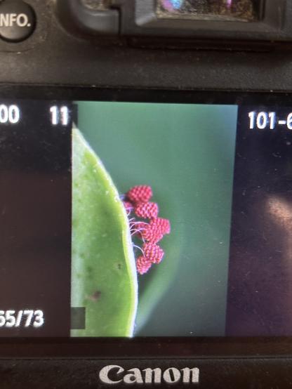 Back of camera shot of insect eggs on stalks, with complex blobby ridge structures on them