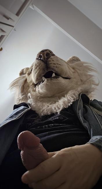 Ghost the white lion casually jerking off, seen from a very low angle