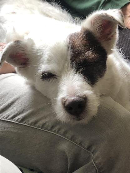 The head of a little brown and white terrier with perked ears. She has lain her snout across the well-worn-jeans-clad thigh of a human (unseen aside from said thigh). Her eyes are almost closed. Her snout is so cute it's a miracle I took a picture instead of petting. You can see her body stretching back on a sofa toward another human, wearing something green.