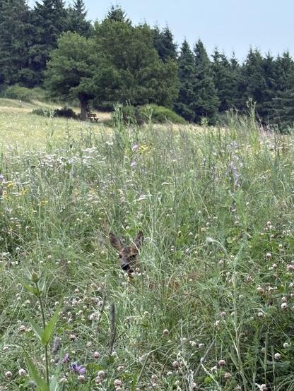 A young deer is peeking out of a flower meadow, with huge eyes and ears