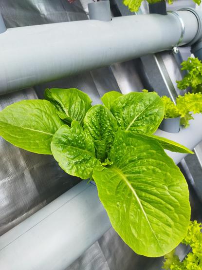 Vibrant, big roman lettuce in a gray PVC pipe of vertical garden