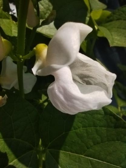 Butterfly flower of green beans macro image