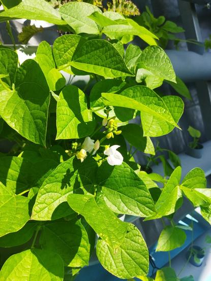 A bush of green beans leafs in a vertical garden