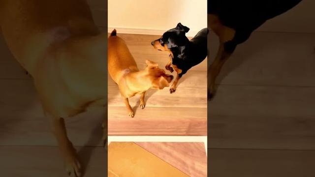 こてつ&こむぎ 6月22日#shorts#犬のいる暮らし#dog #ミニピン#ピンシャー #ペット #犬のいる暮らし #ミニチュアピンシャー#犬#minpinlife#minpin