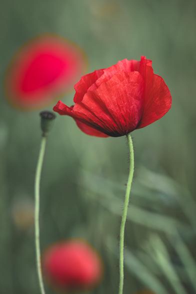 Close-up of a vibrant red poppy in full bloom with delicate, crinkled petals, standing tall beside a green seed pod, against a softly blurred background of additional poppies and foliage.