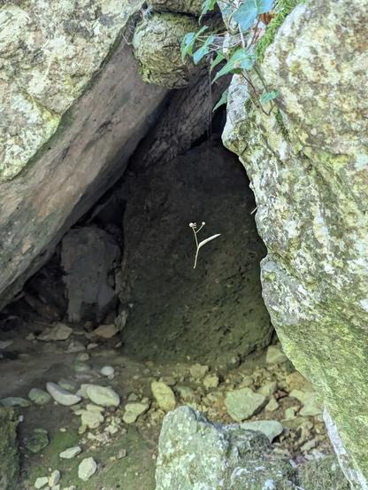 Anfractuosité rocheuse à l'entrée de laquelle une feuille de tilleul avec deux petits fruits semble léviter, suspendue par un filament invisible