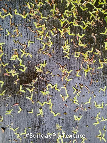 Lots of green sycamore seeds scattered across dark, wet wood.