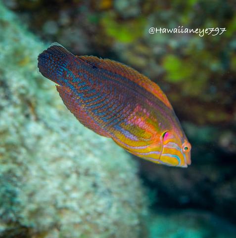 An orange fish with a short blunt tail covered with blue markings over its face and body.