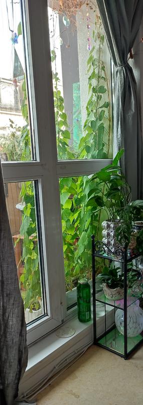 Floor high window seen from inside. In front of it green leaves climbing up the whole length of the window. They are supported by strings which aren't visible. In front of the window there's also a small glass shelf with various houseplants.