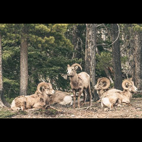 Bighorm sheeps during my road trip in Canada, Banff national parc, Alberta