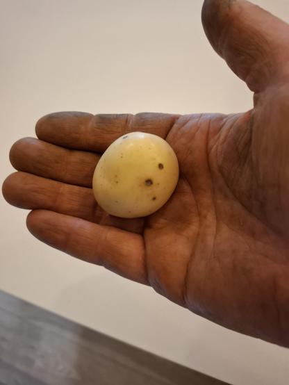 A potato in my grubby hand