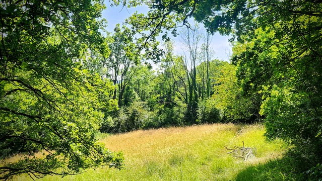 Auf einer Lichtung ist eine Wiese mit Gräsern. Die Sonne leuchtet durch die Blätter der umliegenden Bäume.
