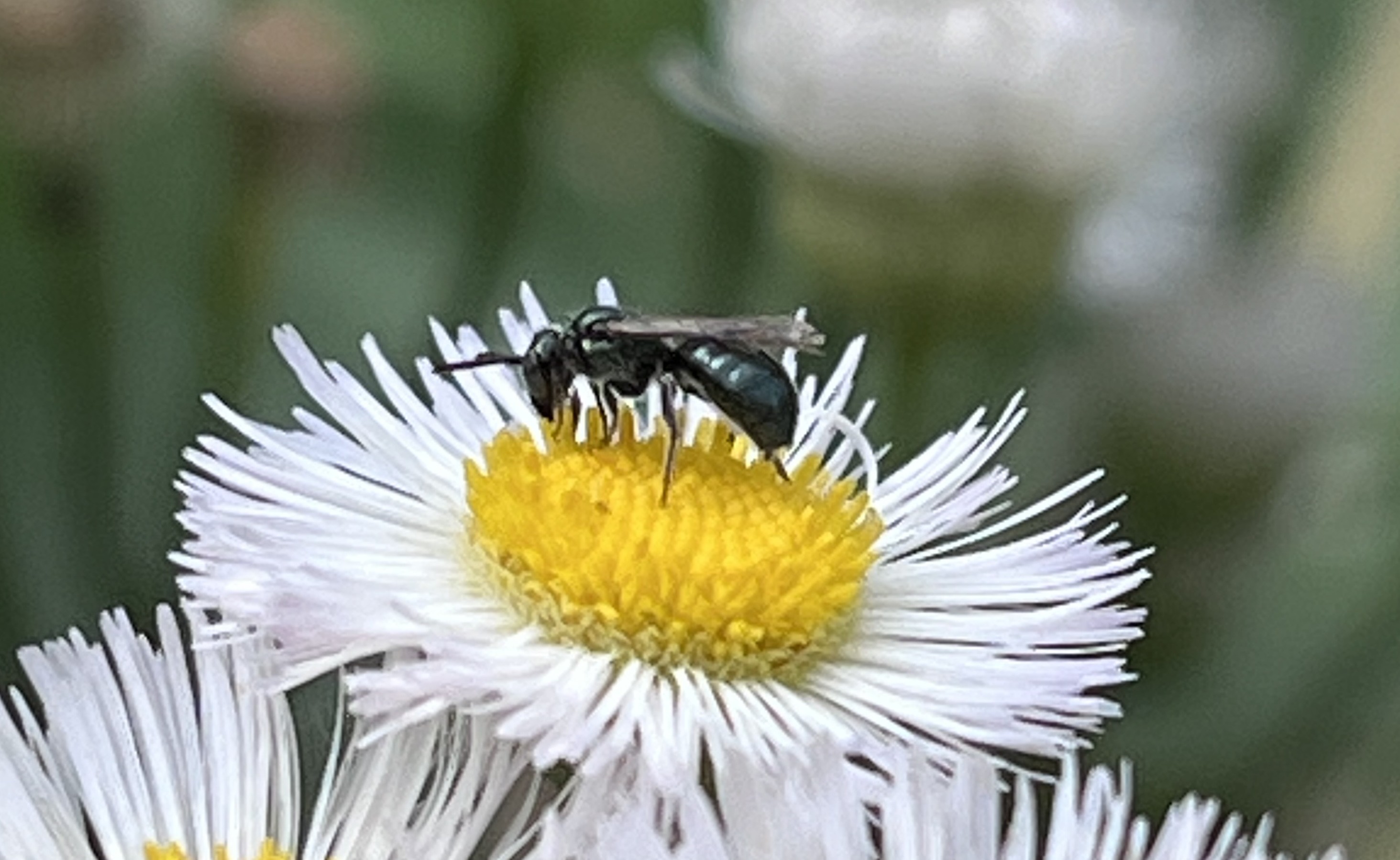 carpenter bee