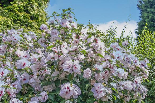 Hibiscus flowers in full bloom