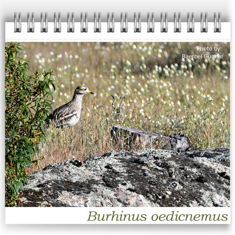 Eurasian Stone-curlew (Burhinus oedicnemus) standing in a wildflower meadow beside a bush and lichen-covered rocks at Bubulcus & Bolotas. The bird’s yellow eye and streaked brown plumage blend with the grassy, rocky surroundings. Photo by our guest Baerbel Gunnar.