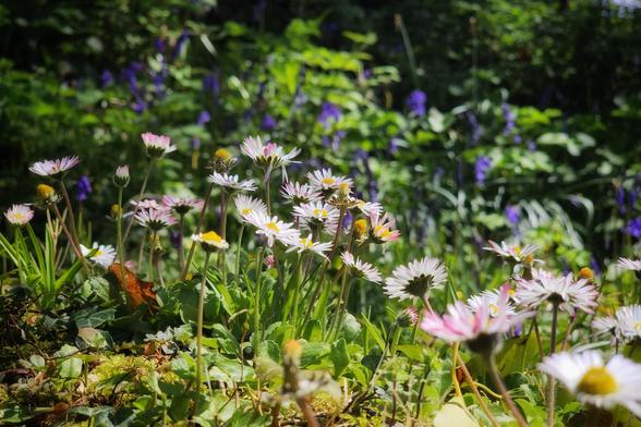 A close-up, ground-level shot of white and pink daisies in bright sunlight, with a soft-focus background of purple bluebells and green foliage. The daisies are in sharp focus in the foreground, with some leaves and moss visible around their bases.