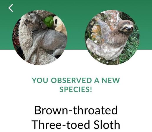 Screenshot from the Seek animal identification app, saying:
You observed a new species!
Brown-throated Three-toed Sloth 
At the upper left is my photo, of a small gray dog lying in his dog bed, and at the upper right is the comparison photo of a sloth