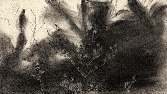 Graphite sketch of a desert weed in shadow.