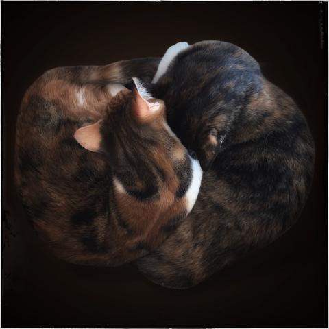 Two cats are sleeping entangled in each other. One is a calico with markings in black and several shades of brown all over her body. Her right shoulder is white. A white left front paw is visible that is resting on the tortoiseshell cat. It looks like she is holding her safe. The tortie has a very dark fur with lots of black and darker shades of brown. She is resting her head on the right paw of the calico cat. The background is a very dark brown.