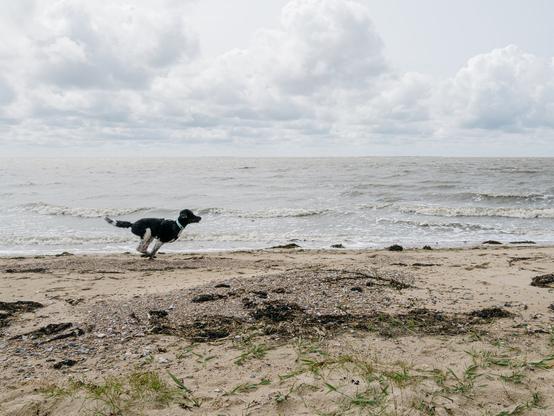 Ein Grosspudel der an der Nordsee an einem dänischen Strand rennt.