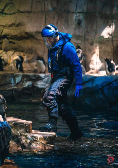 Photo of a penguin trainer in a penguin habitat at the zoo stepping on a rock while exiting shallow waters.