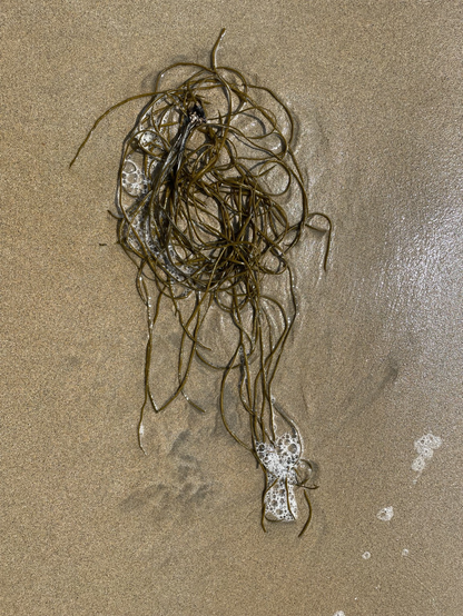 dünne, spaghettiartige Algen auf Sand, noch nass vom Meerwasser
