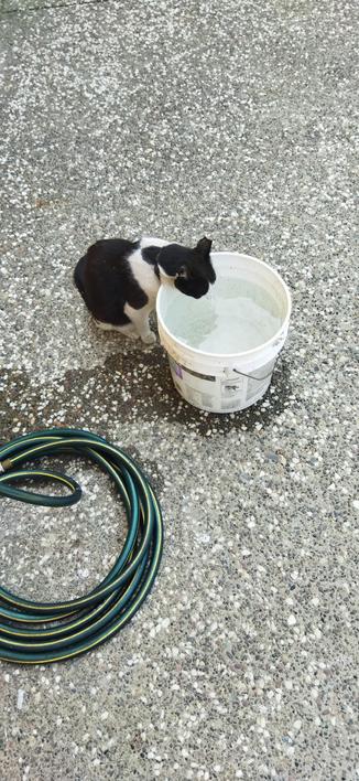 The black and white cat Roy drinking out of a 5 gallon white bucket I've just filled with water outside. The green hose used to fill it is coiled to the left of the bucket.