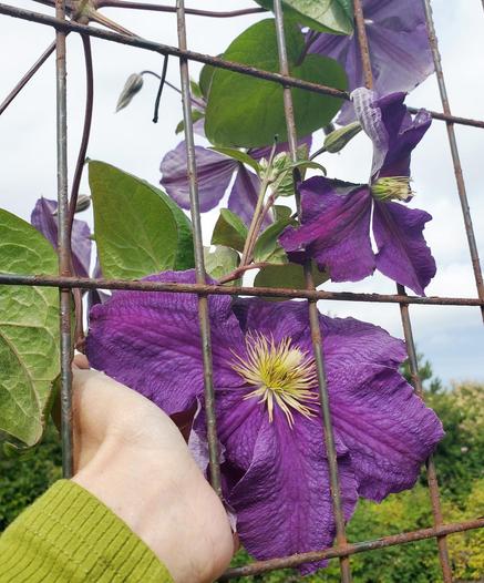 My hand, holding up a really big purple clematis flower, through a rusting metal fence.