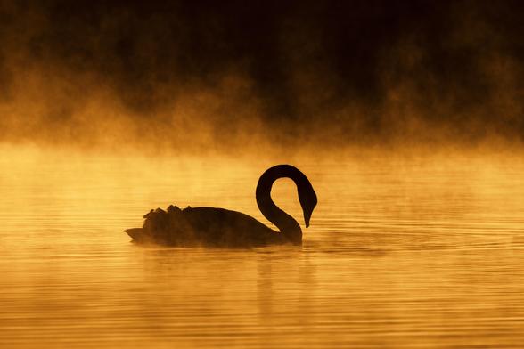 A golden silhouette of a black swan gliding through dawn mist over a lake.