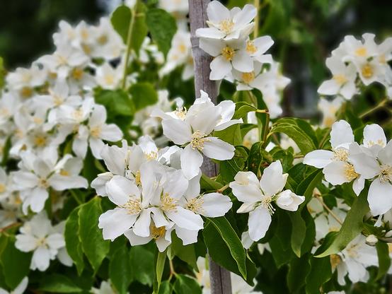 This is a close-up image of the mock orange in our front garden, currently blooming its face off...