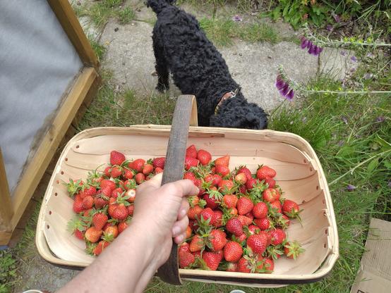 Large trug full of ripe strawberries, with a black dog doing a bad job of posing behind it so her head is obscured