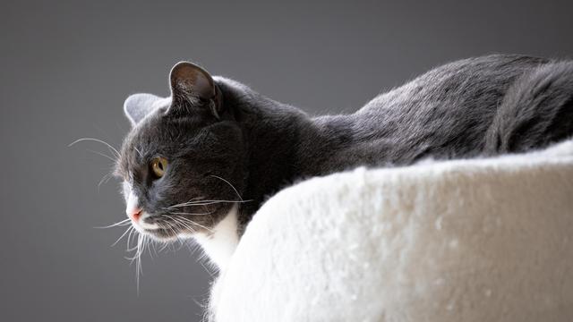 a very handsome cat sitting in his chair and staring into the distance