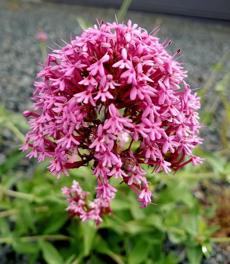 Close up of sea blush flower head with tons of tiny blooms. Background is blurred gravel ground & some more sea blush flowers with foliage.