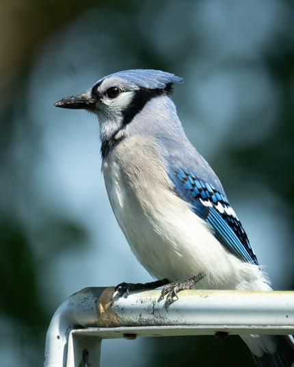 Picture of a blue jay sitting on a chair.